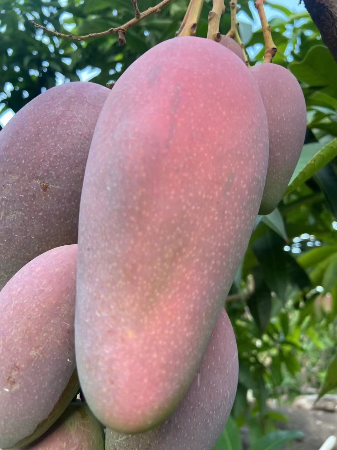 金煌芒 攀枝花芒果