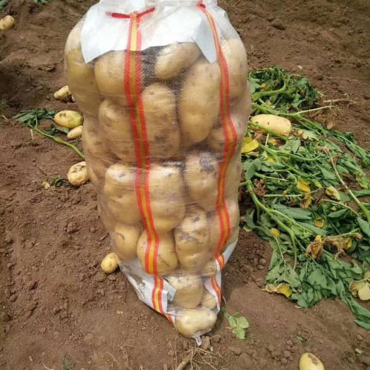 土豆，荷兰土豆，希森土豆，黄皮黄心