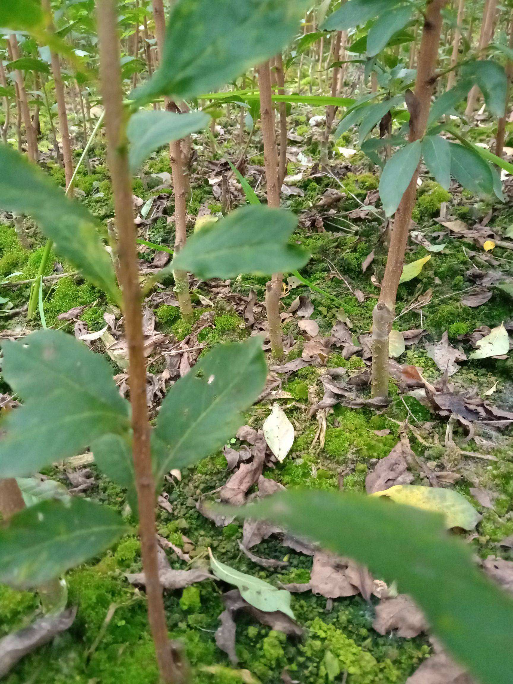 蜂糖李树苗  蜂糖李苗贵州六马引种，品种保证