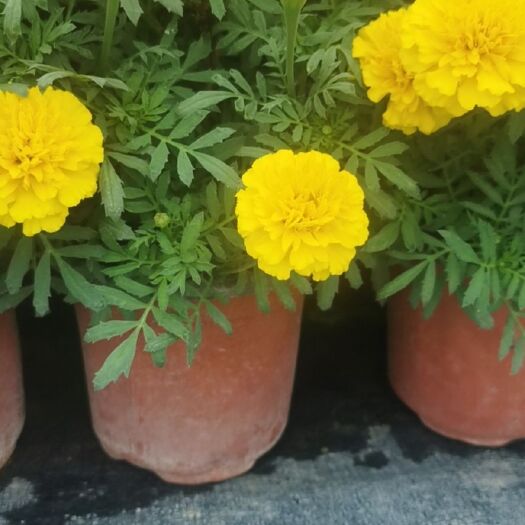 徐州 孔雀草