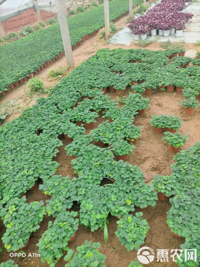  含羞草 含羞草基地直供 绿化用苗