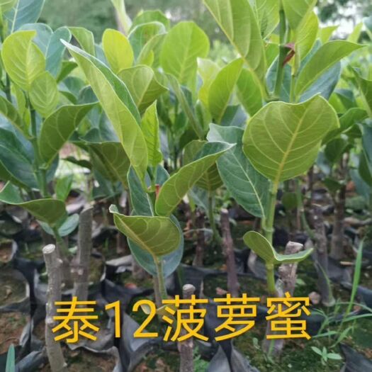 白沙县泰十二菠萝蜜苗