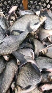湖州鳊鱼  品质保证  价格优惠  可送货   专送钓场