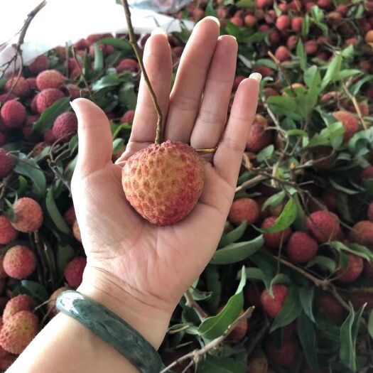 广州广州增城桂味荔枝