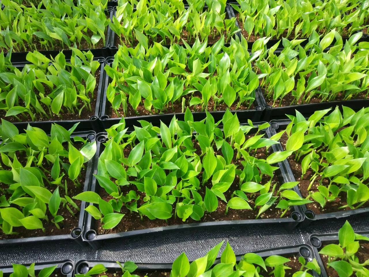 天堂鸟盆栽  白花天堂鸟 白花 天堂鸟筛苗、杯苗、穴盘苗，期待有缘人！