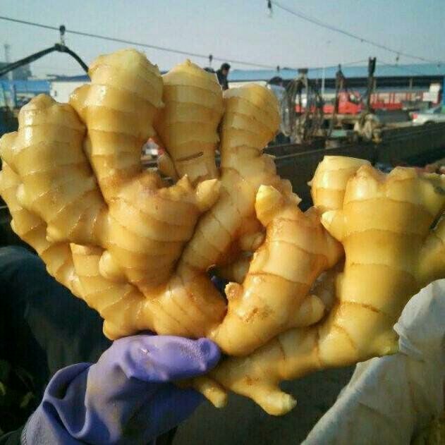 河北农户自种【大黄姜】产地直销【保证质量 货源充足】