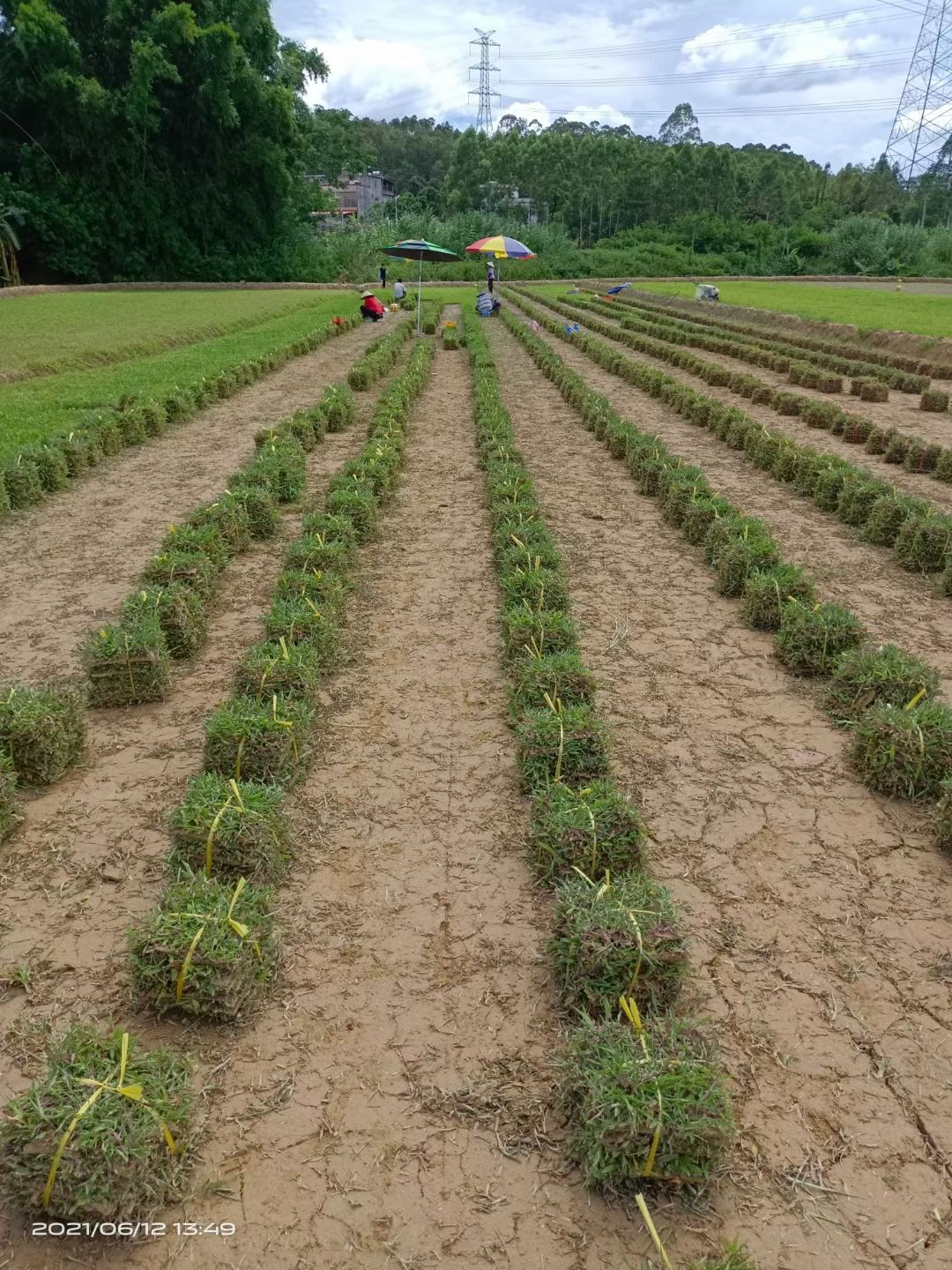 大叶油草  大叶草皮