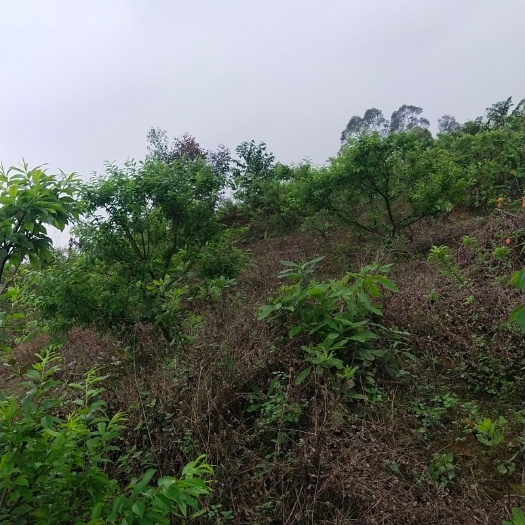 果园 四百多亩三华李红心柚土地果场转包