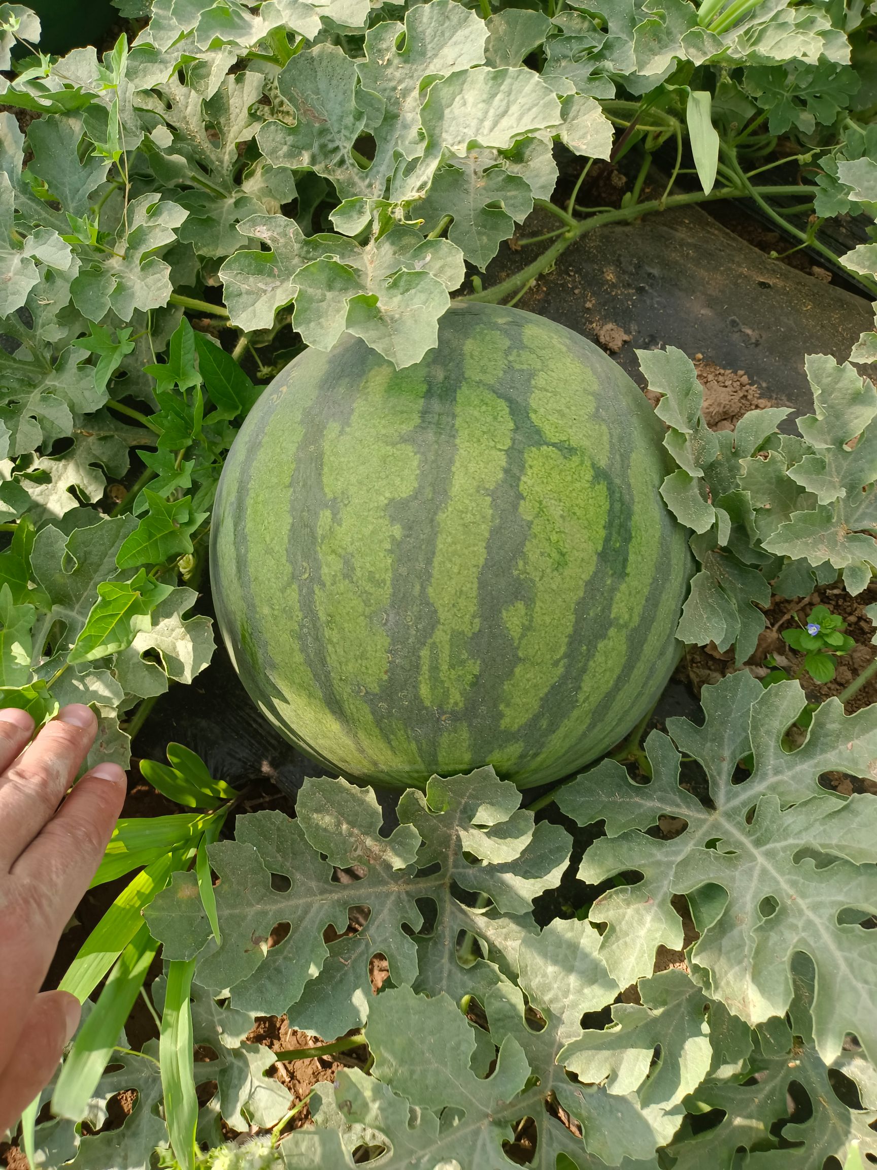 黑皮西瓜  花无子西瓜批发，黑无子西瓜基地 花无子西瓜价格