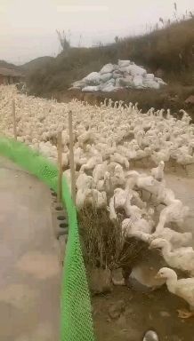 兴义市 鹅生态散养鹅大白鹅灰鹅狮头鹅及鹅蛋