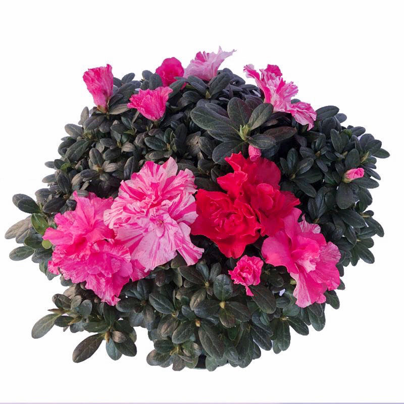 杜鹃花盆栽老桩特大花卉带花苞北方耐寒室内外好养植物