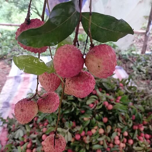 东莞市 桂味荔枝