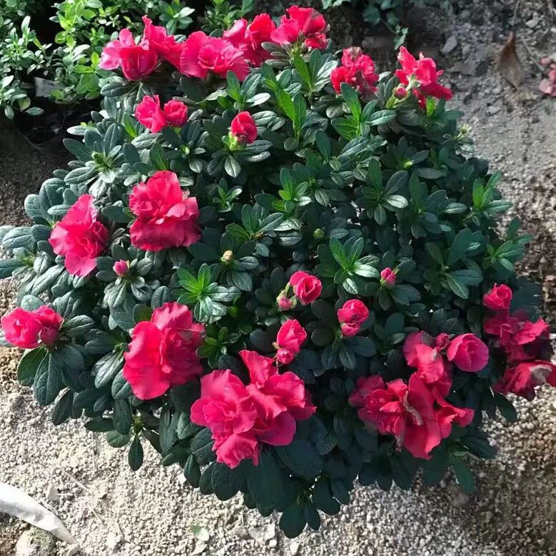 杜鹃花盆栽老桩特大花卉带花苞北方耐寒室内外好养植物