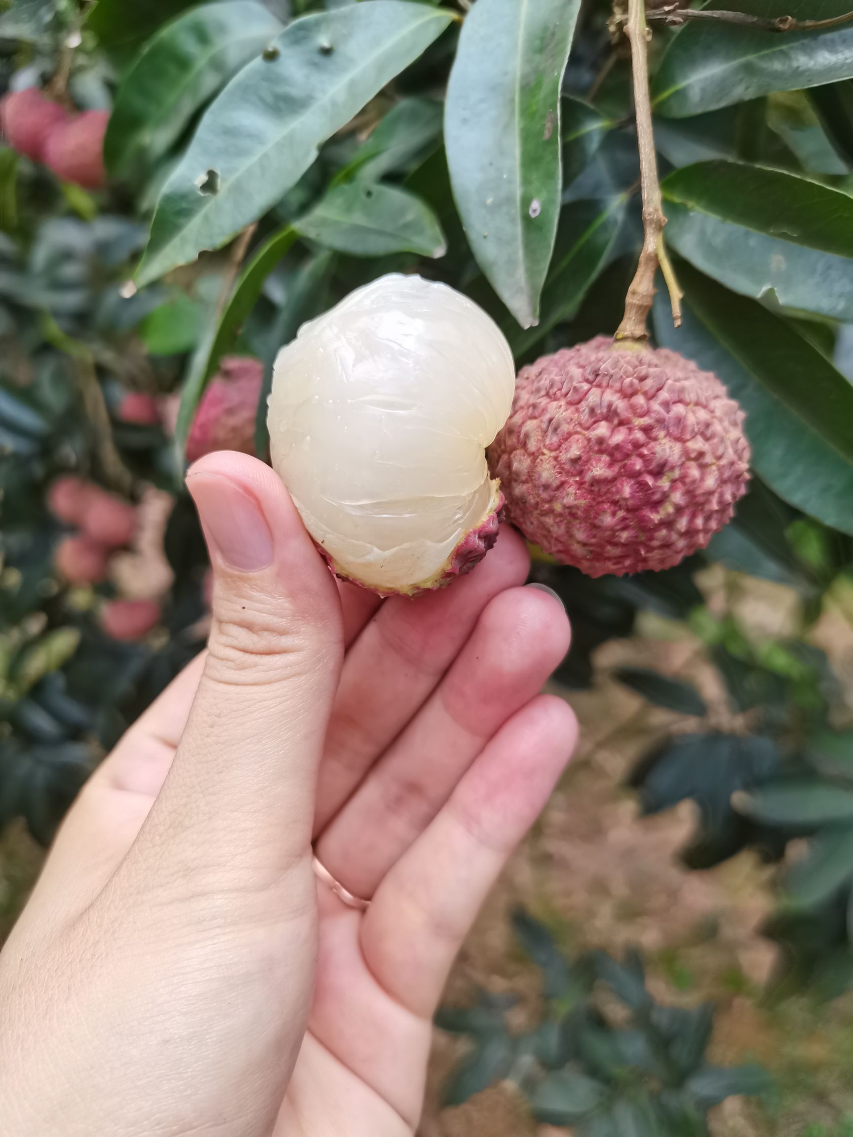  当地特产，鸡嘴荔枝，壳小肉厚