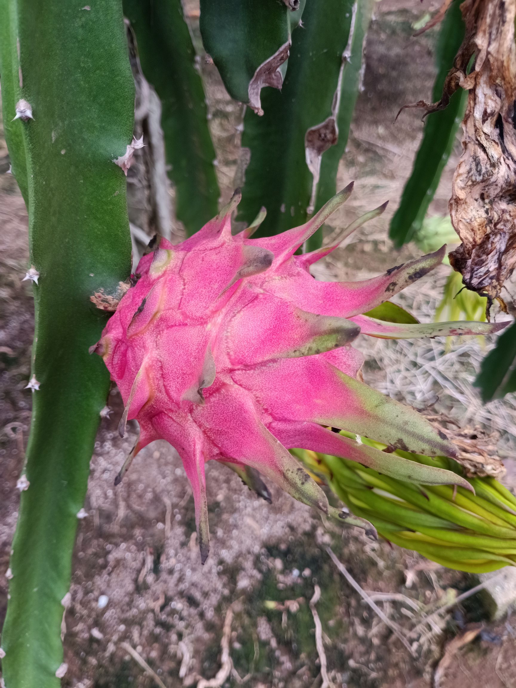 红心火龙果