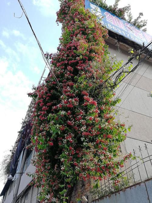 使君子  种子  苗子可做绿化观赏用