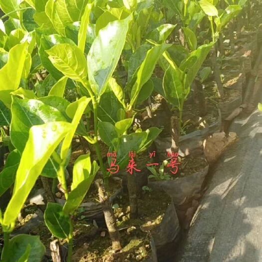 白沙县马来西亚一号菠萝蜜苗