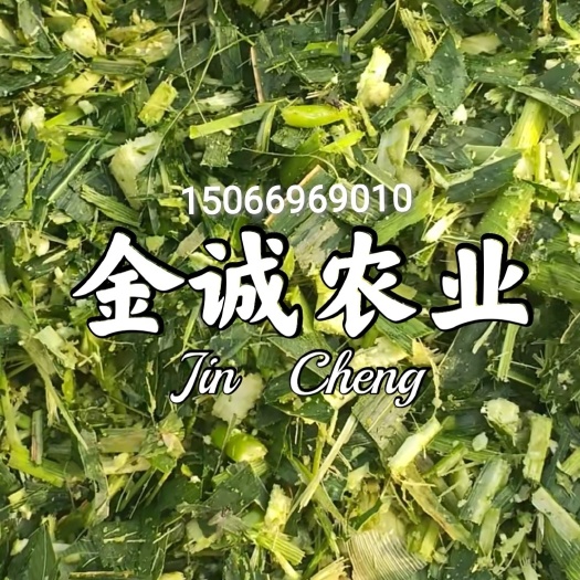 青储玉米秸秆，发酵，又碎又绿