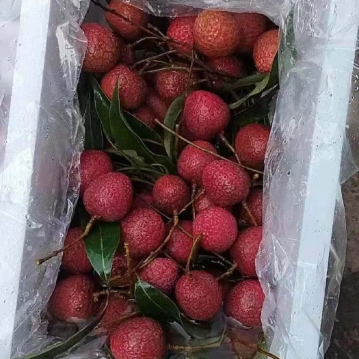 邯郸 荔枝