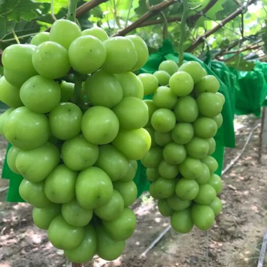 潜江市湖北潜江阳光玫瑰种植基地，果园现货直供