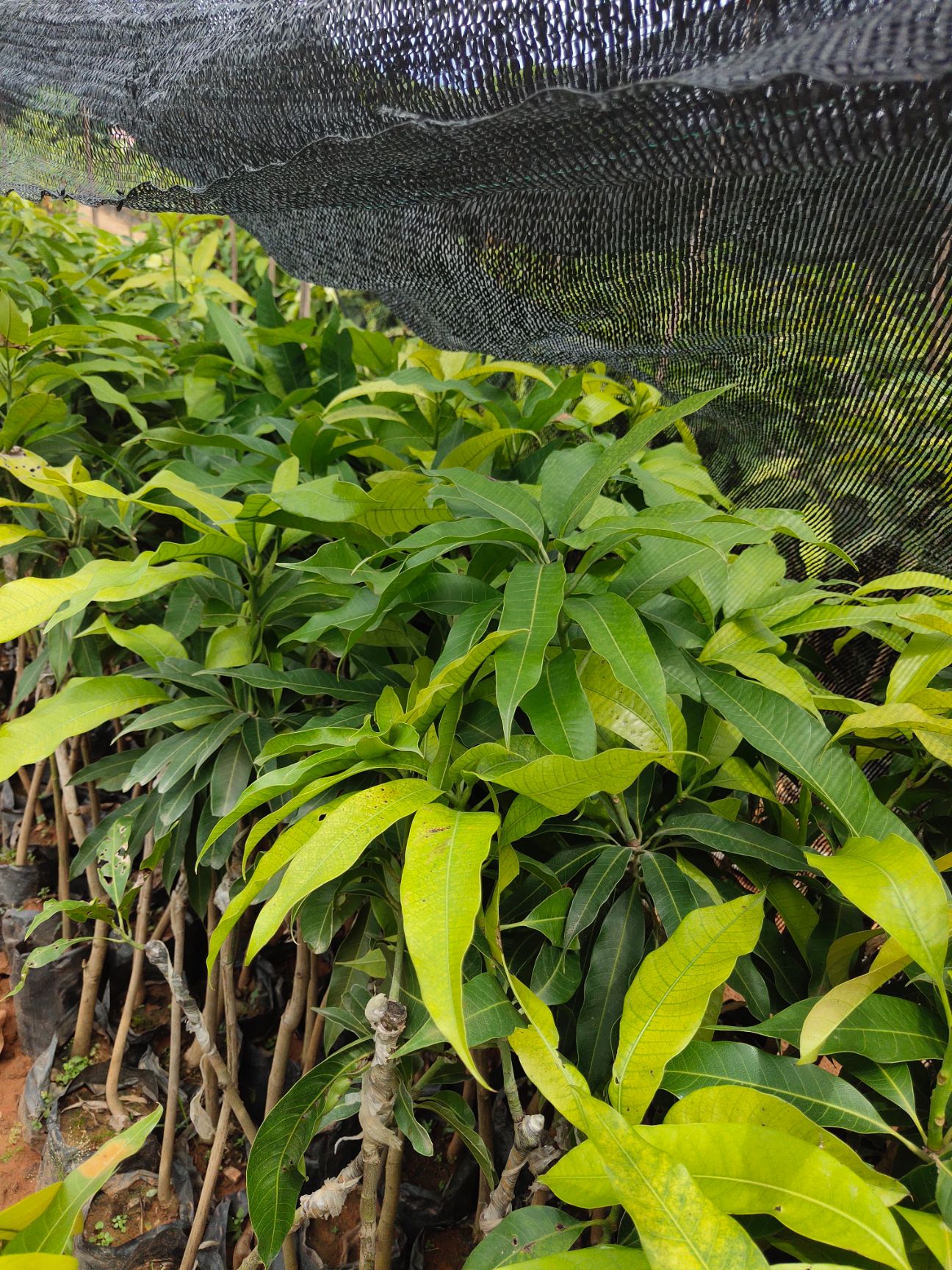 台农一号芒果苗  台农芒果苗