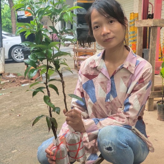 灵山县海南荔枝王苗！正品嫁接苗！果子有鸡蛋大