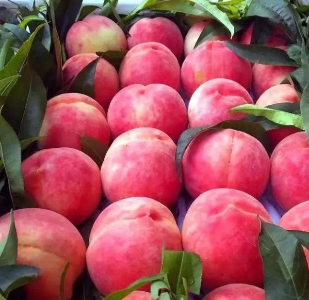 突围桃 突围精品，果面鲜红，果肉香甜如蜜，山领地种植基地直供