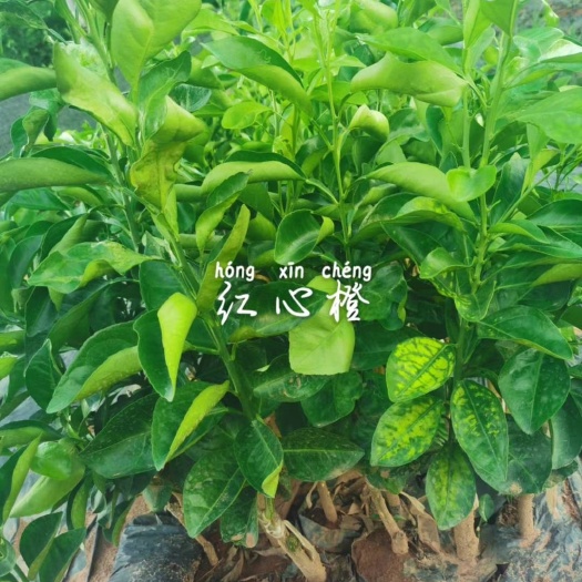 白沙县血橙苗  红心橙苗，绿橙苗