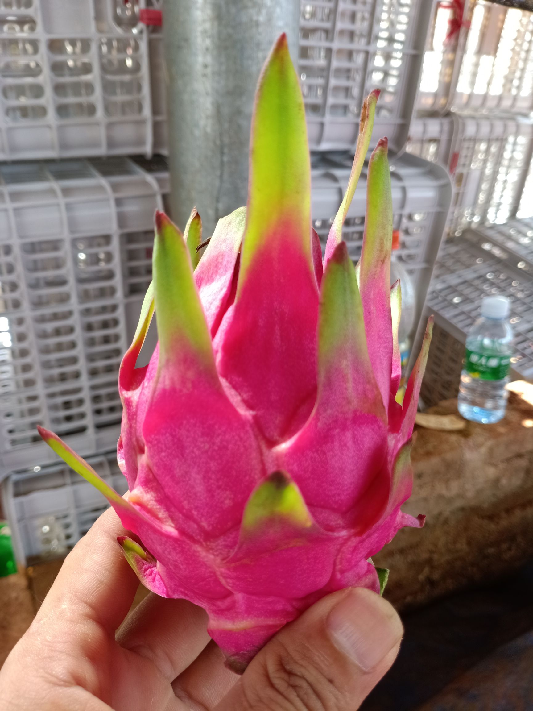 红心火龙果