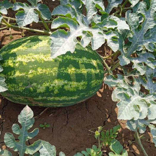 威县郑杂5号，新鲜的大西瓜皮薄肉甜，刚下来，包新鲜，想采购请速联