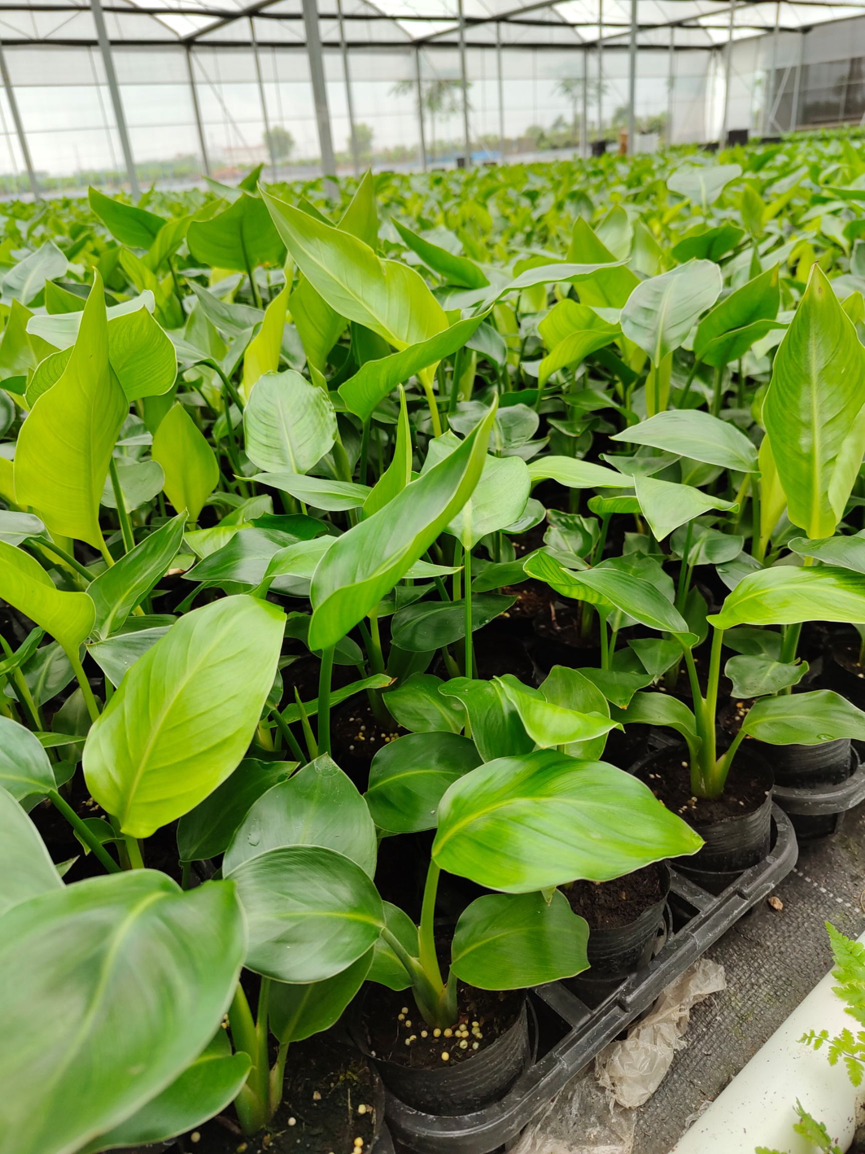 天堂鸟盆栽 白花天堂鸟 白花 天堂鸟筛苗、杯苗、穴盘苗