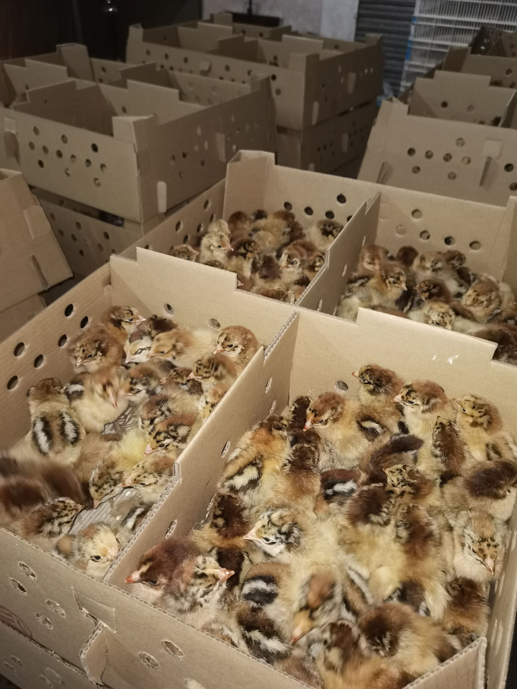 麻鸡苗  快大青脚鸡苗  包打疫苗  运输包损耗   提供技术指导