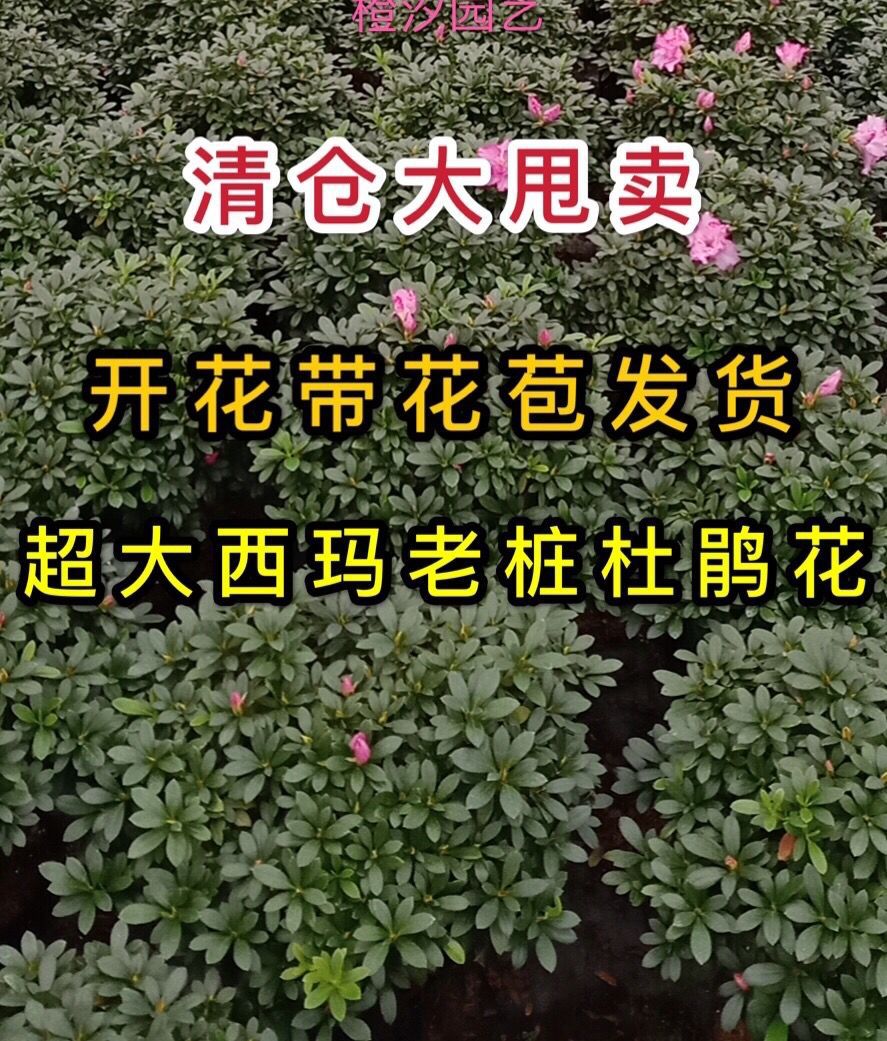 杜鹃花盆栽老桩特大花卉带花苞北方耐寒室内外好养植物