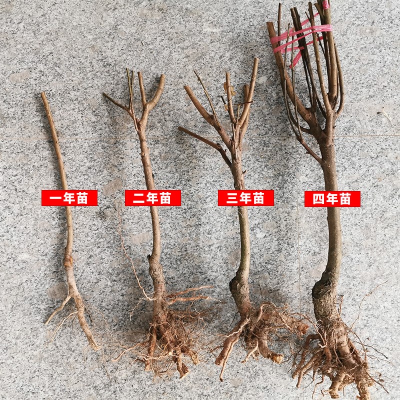 蜂糖李树苗  蜂糖李苗贵州六马引种，品种保证
