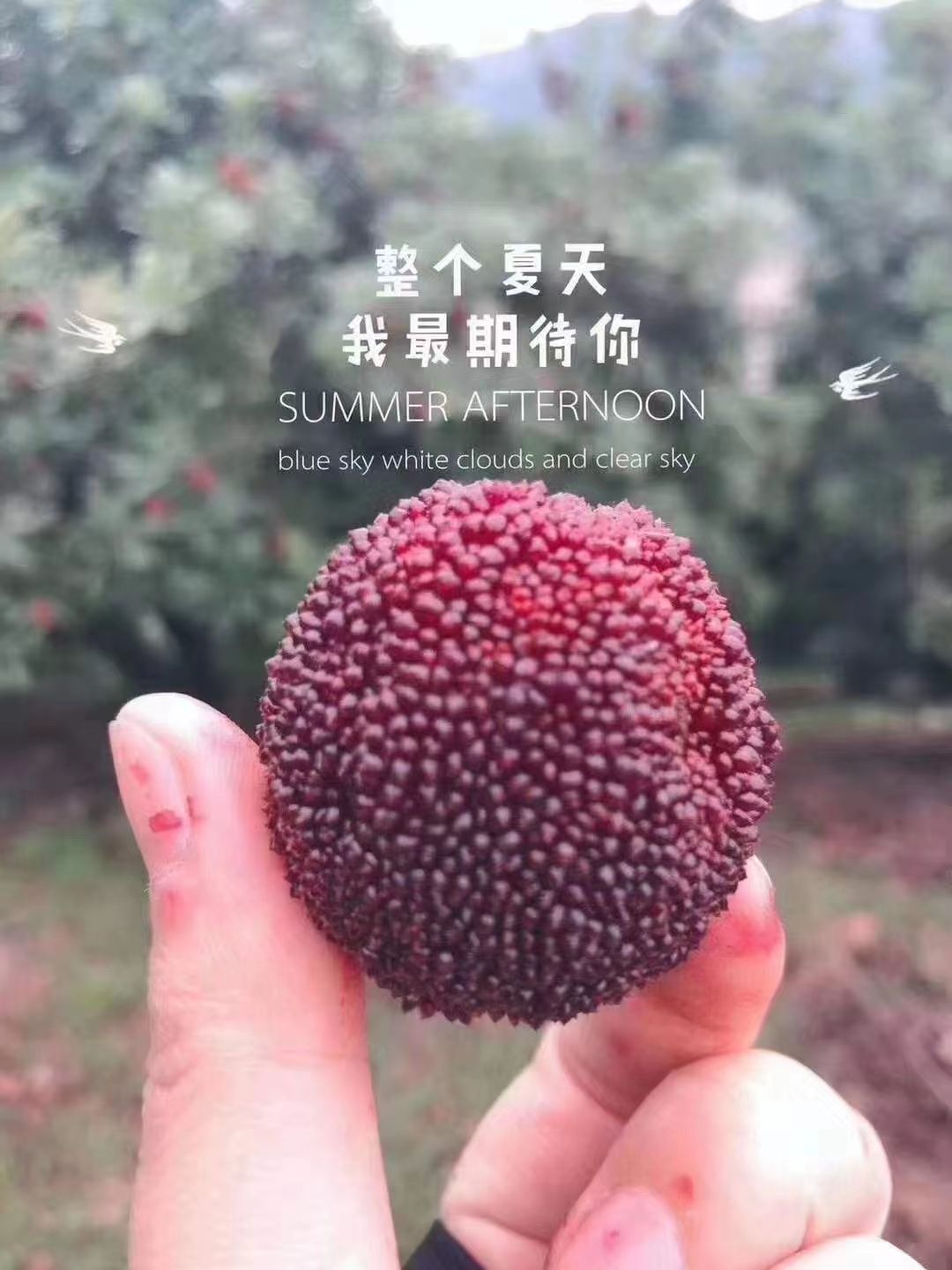仙居东魁杨梅7分甜3分酸，各个杨梅大如乒乓球，咬一口下去爆汁