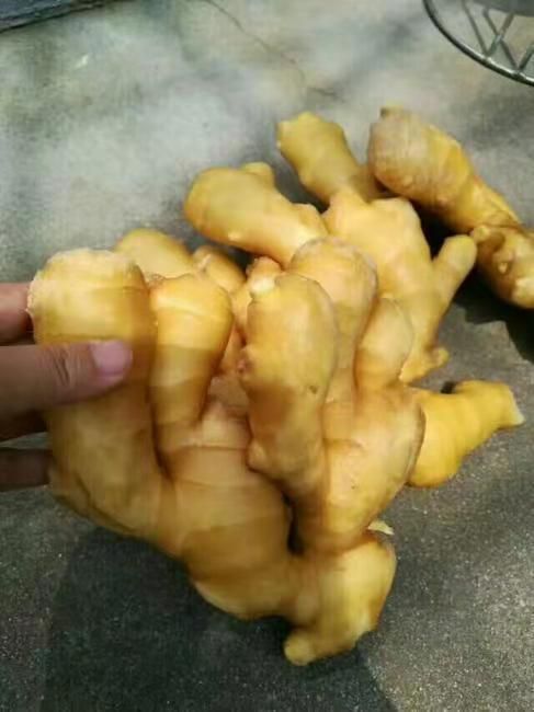 生姜  农户自种【大黄姜 小黄姜 老姜】产地直销 保证质量 坏烂包赔