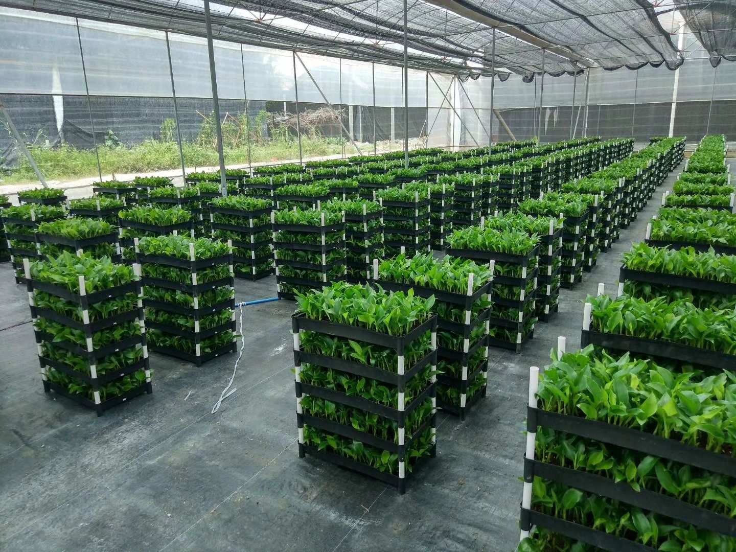 天堂鸟盆栽  白花天堂鸟 白花 天堂鸟筛苗、杯苗、穴盘苗，期待有缘人！