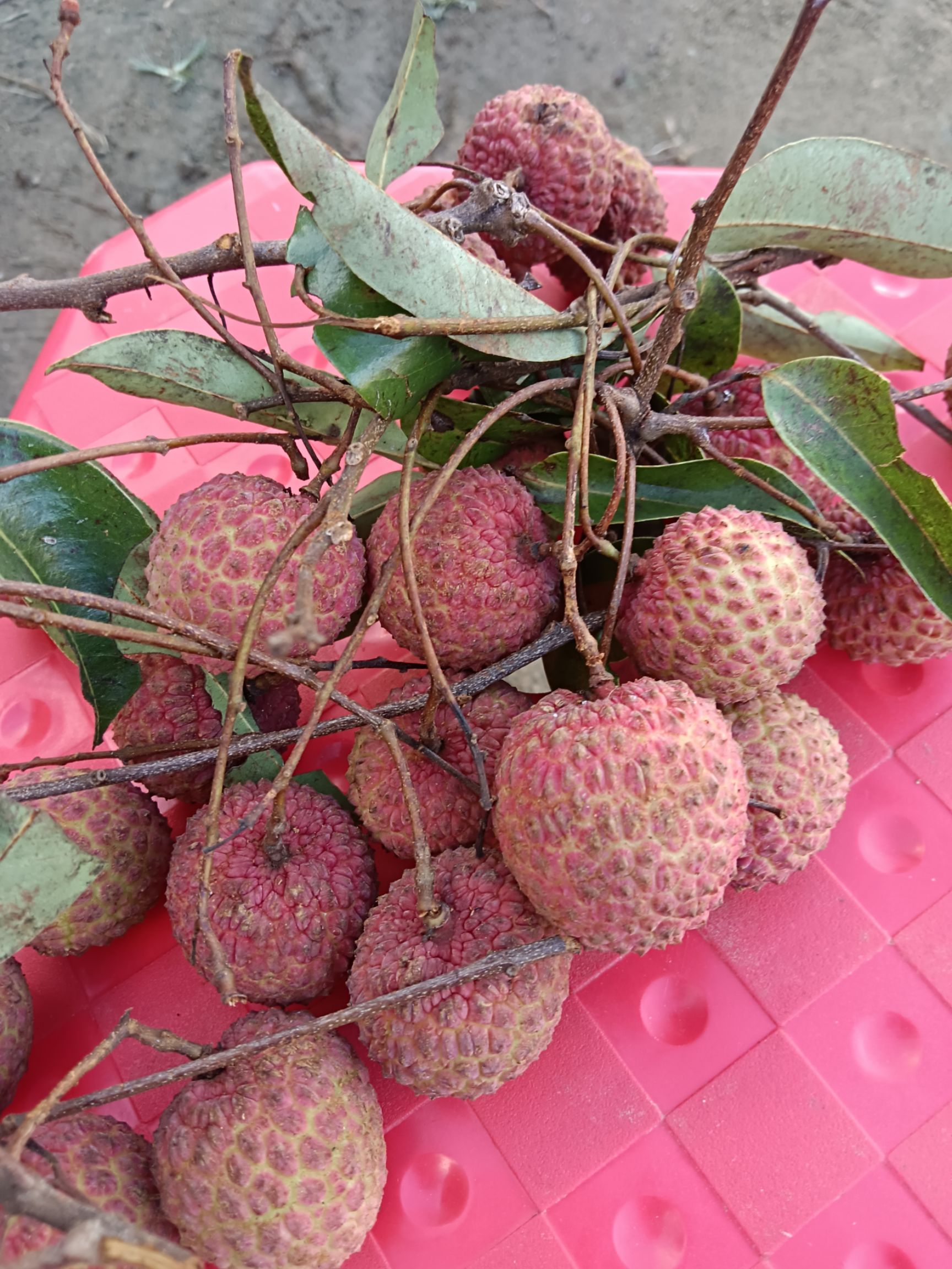 [桂味荔枝批發]桂味荔枝 荔枝2號桂味,荔枝,桂味,糯米餈價格1.