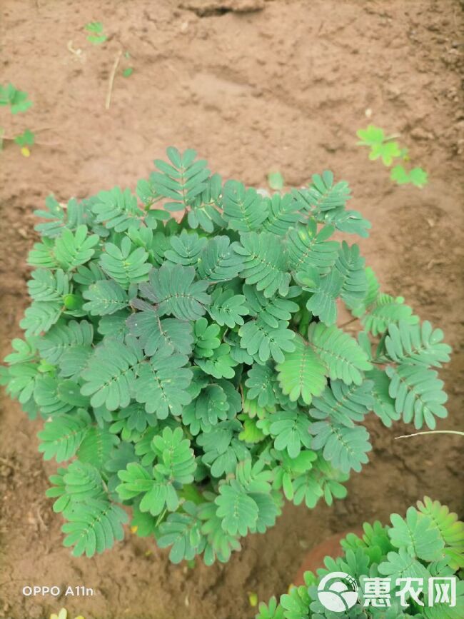  含羞草 含羞草基地直供 绿化用苗