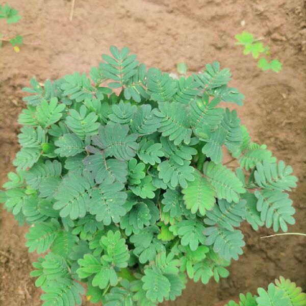  含羞草 含羞草基地直供 绿化用苗