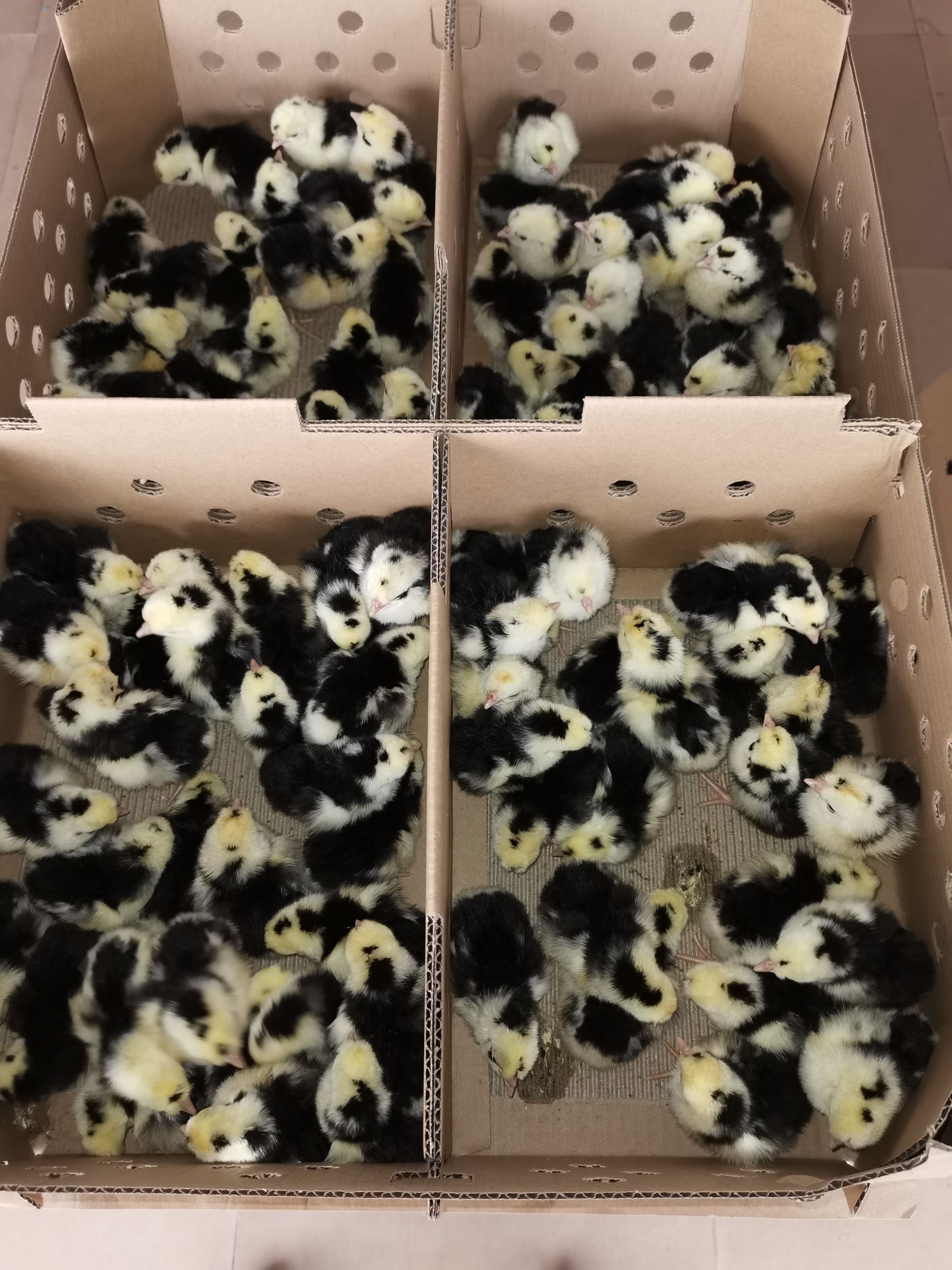 贵妃鸡苗  包打疫苗  运输包损耗   提供技术指导