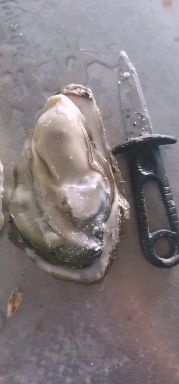 诏安县三倍体生蚝 精品葡萄牙三倍体