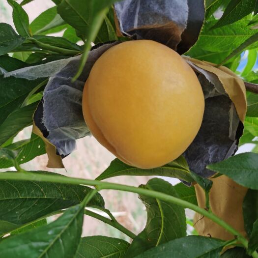 太康县黄桃黄金蜜一号