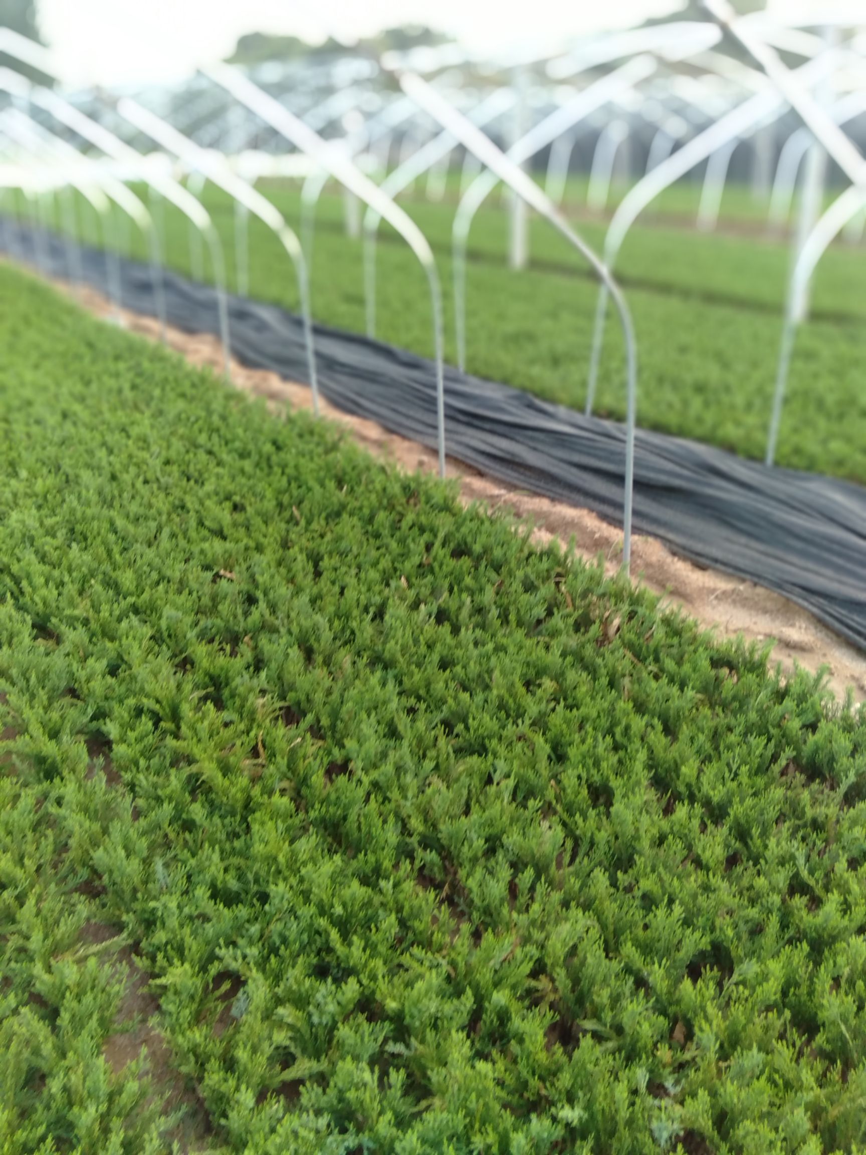 小龙柏  麻绳嫁接龙柏小苗（2021新苗）出售