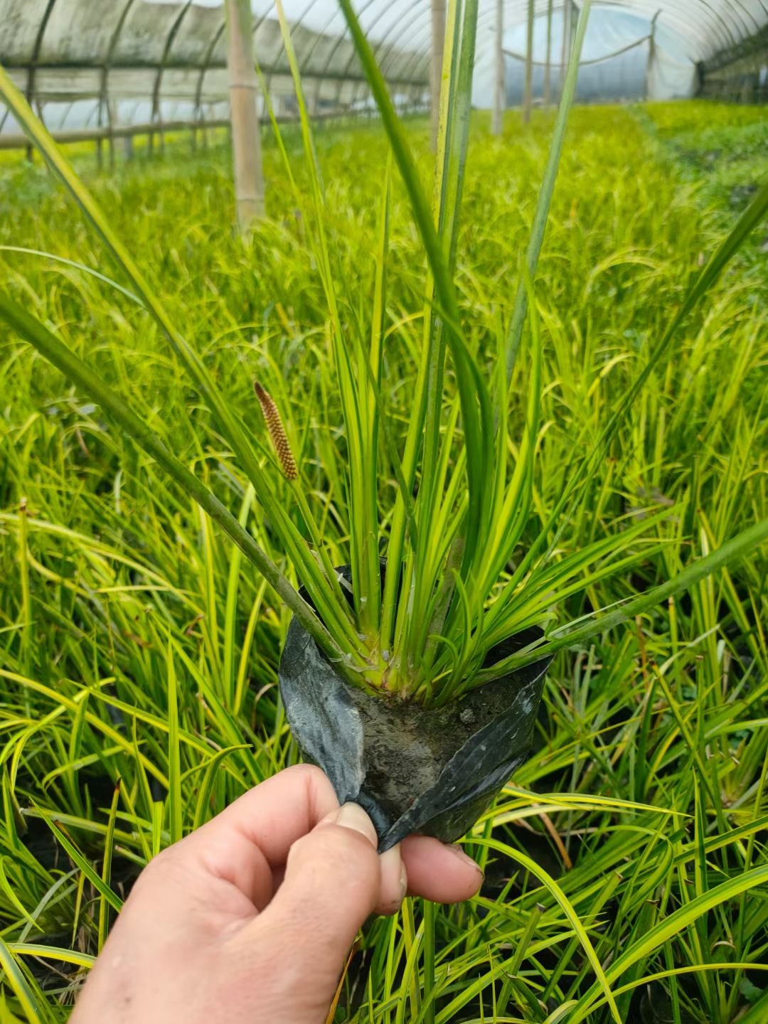 金叶菖蒲  金叶石菖蒲