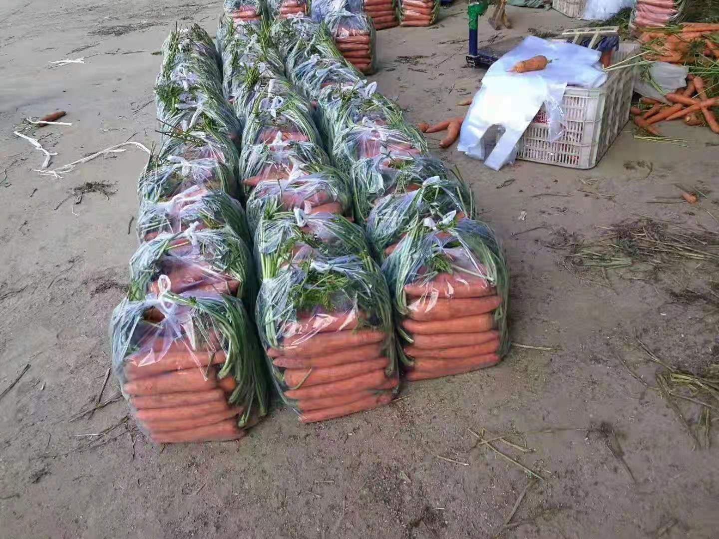 三红胡萝卜  红罗卜