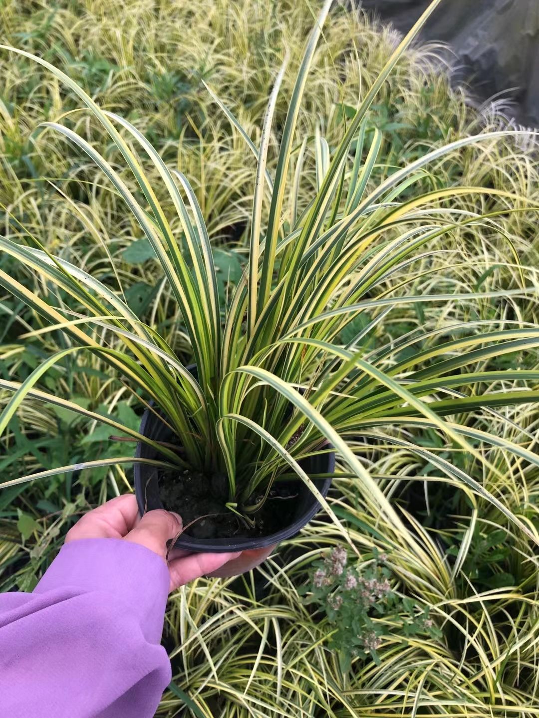 金叶菖蒲  金叶石菖蒲