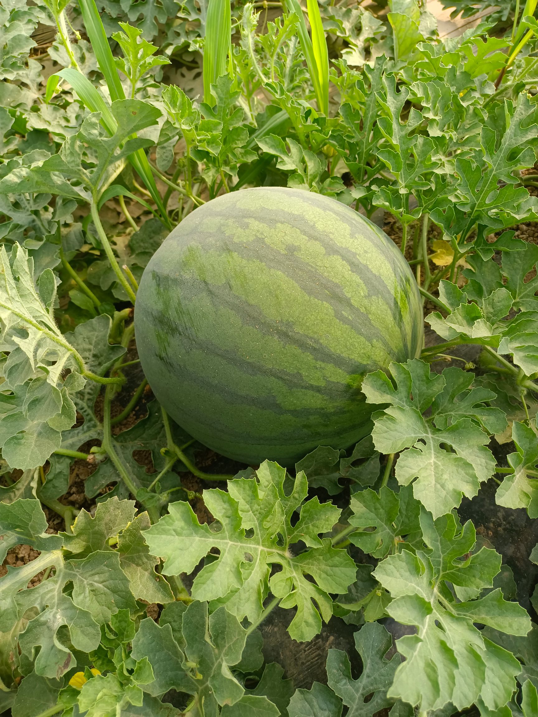 黑皮西瓜  花无子西瓜批发，黑无子西瓜基地 花无子西瓜价格