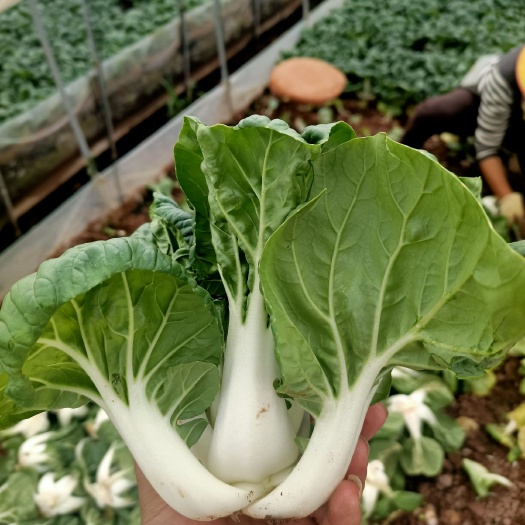 昆明奶白菜  云南产区精品蔬菜合作社产地直销提供优质货源，水菜，
