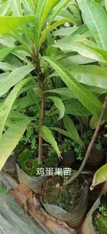 白沙县鸡蛋果苗，蛋黄果苗